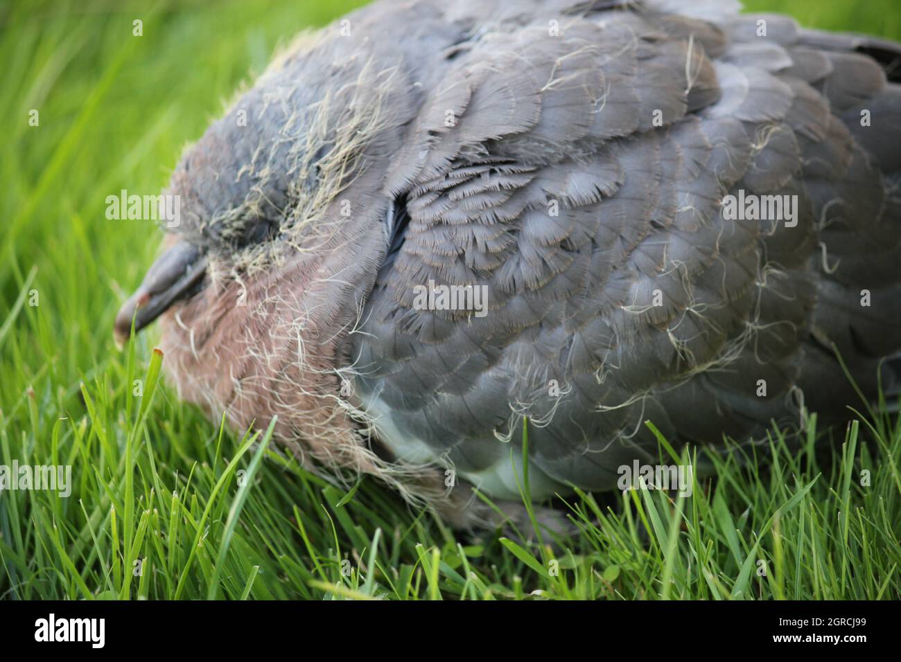 piccione di legno baby uccello in volo accoccolato con piume e restante lanugine gialle Foto Stock