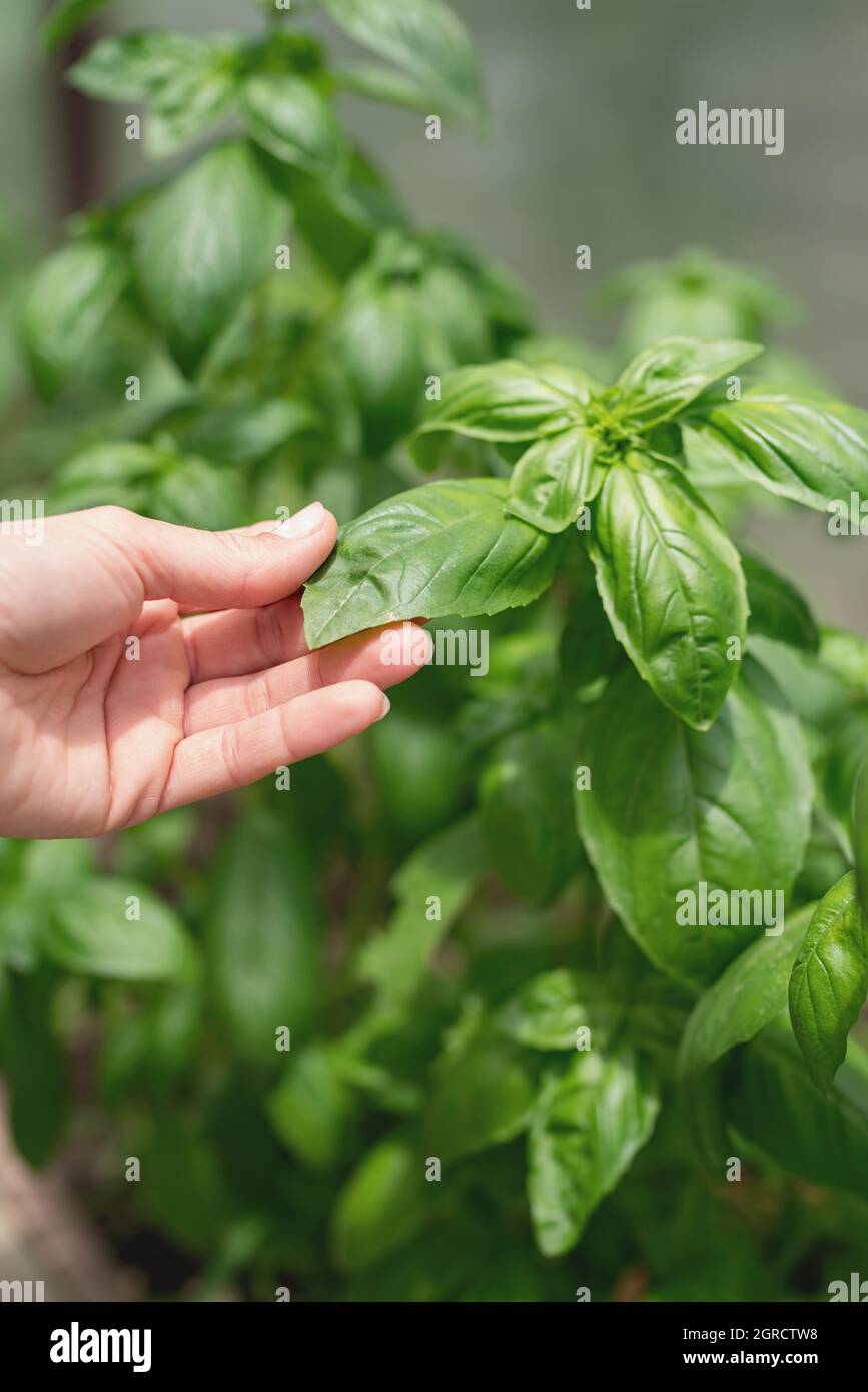 Basilico pianta nel giardino o serra. Le mani della donna che raccolgono il basilico  fresco nella serra Foto stock - Alamy