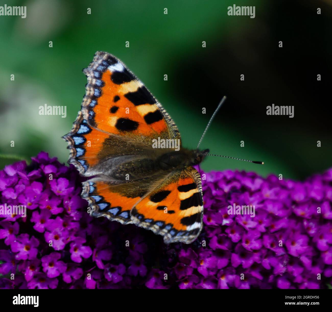 piccola farfalla tartaroiseshell su buddleia Foto Stock