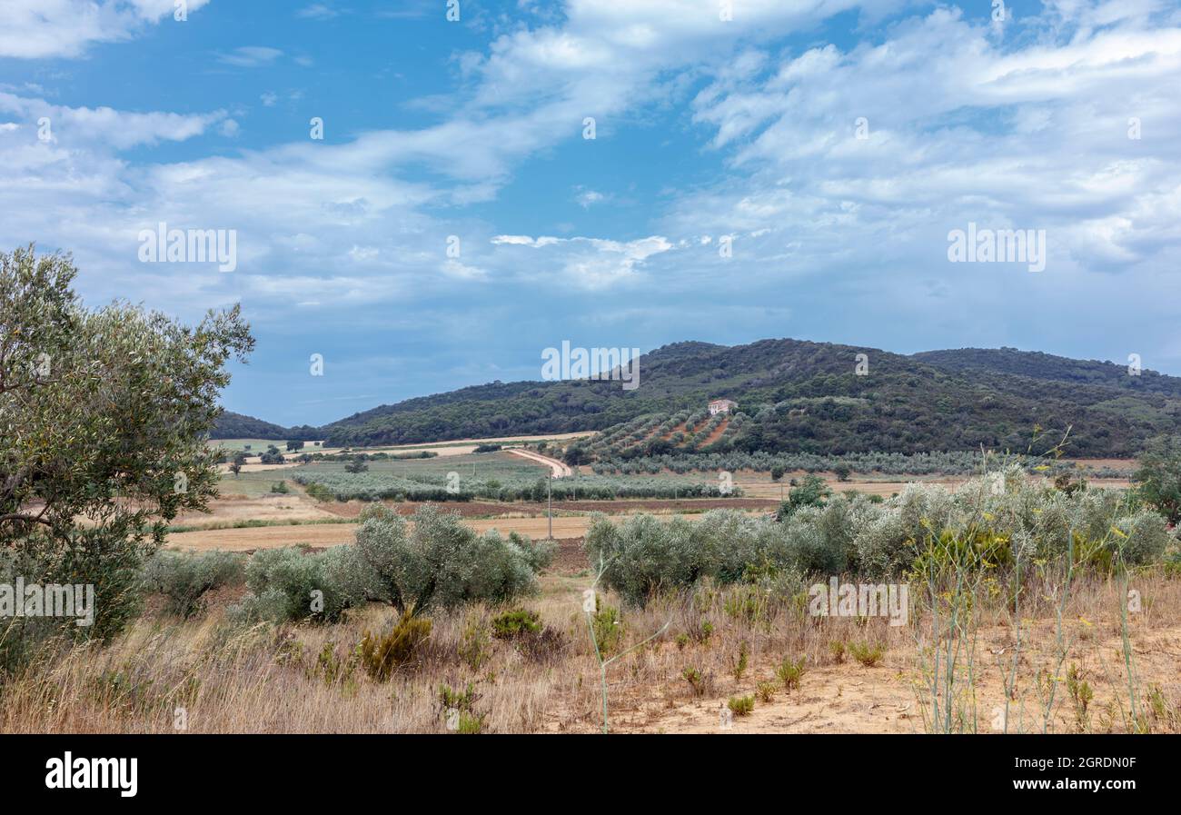 Provincia di Grosseto, Toscana, Italia - 27 luglio 2021: Paesaggio in Maremma, la zona costiera dell'Italia centrale occidentale, al confine con il Mar Tirreno. Foto Stock