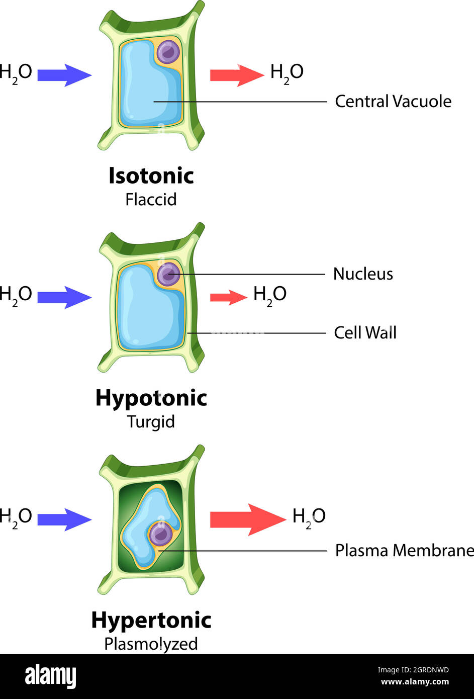 Diagramma che mostra la cella della pianta su sfondo isolato Illustrazione Vettoriale
