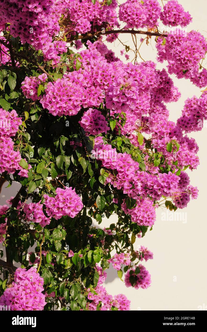 Bougainvillea bush cresce accanto a edifici residenziali sulla costa della Croazia. Paesaggi estivi in viaggio. Primo piano. Foto Stock