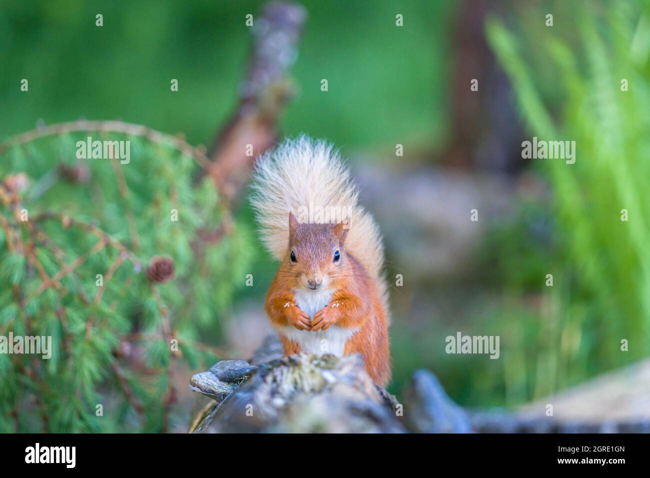 Lo scoiattolo rosso (Sciurus vulgaris) sedette sul recinto con il cibo sulle sue zampe e sul suo volto. Perthshire Scozia Regno Unito. Giugno 2021. Foto Stock