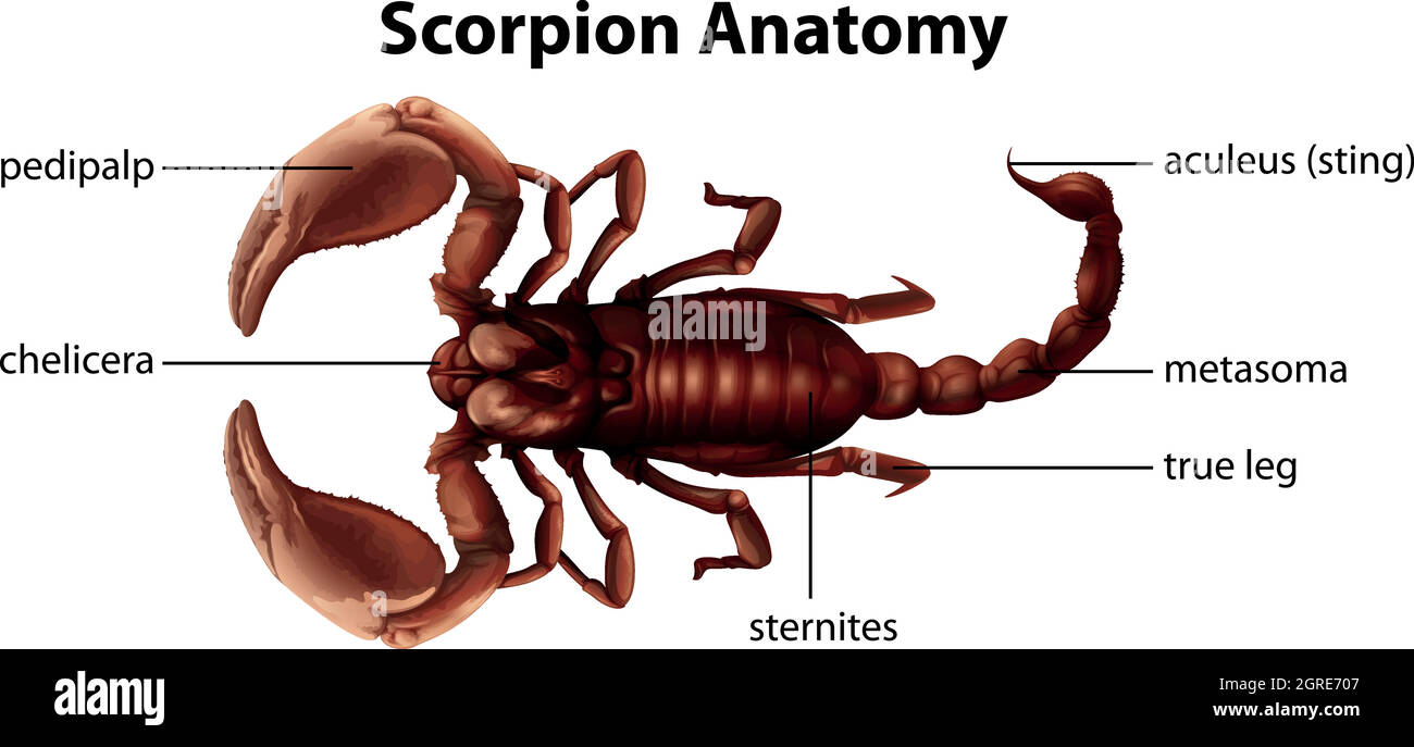 Anatomia dello Scorpione Illustrazione Vettoriale
