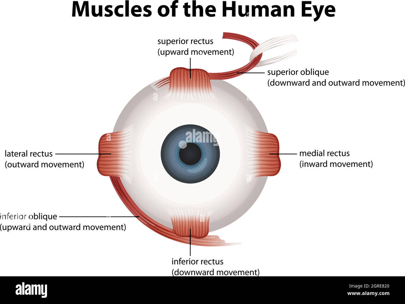 Occhio umano Illustrazione Vettoriale