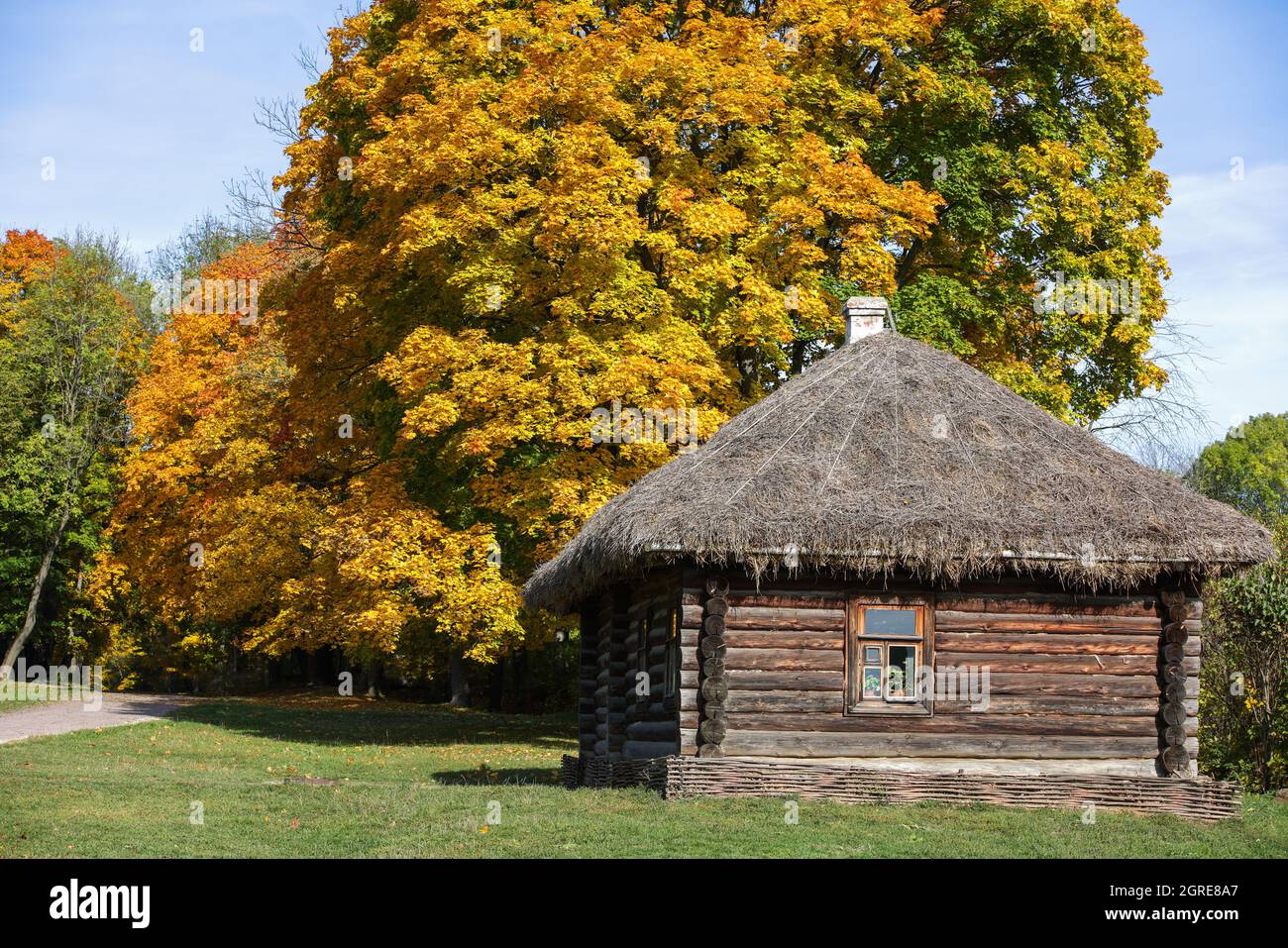 tradizionale casa di tronchi russa con tetto di paglia e una finestra di fronte alla corsia autunnale con alberi di acero giallo autunno Foto Stock
