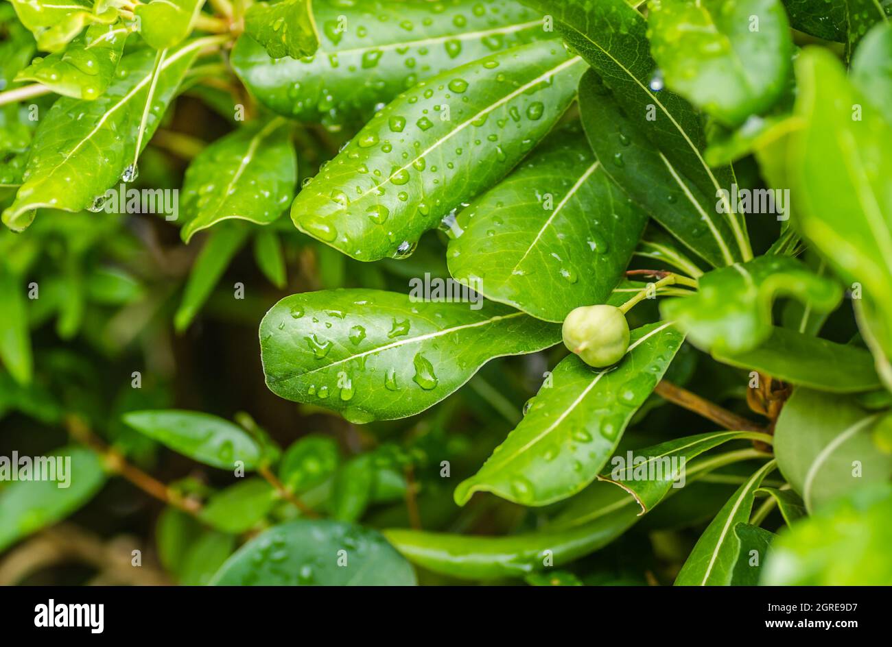Pittosporaceae arbusti sempreverdi e piante di seasise. Foto Stock