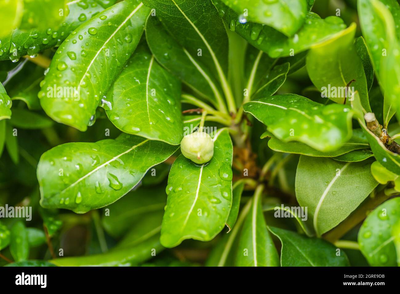 Pittosporaceae arbusti sempreverdi e piante di seasise. Foto Stock