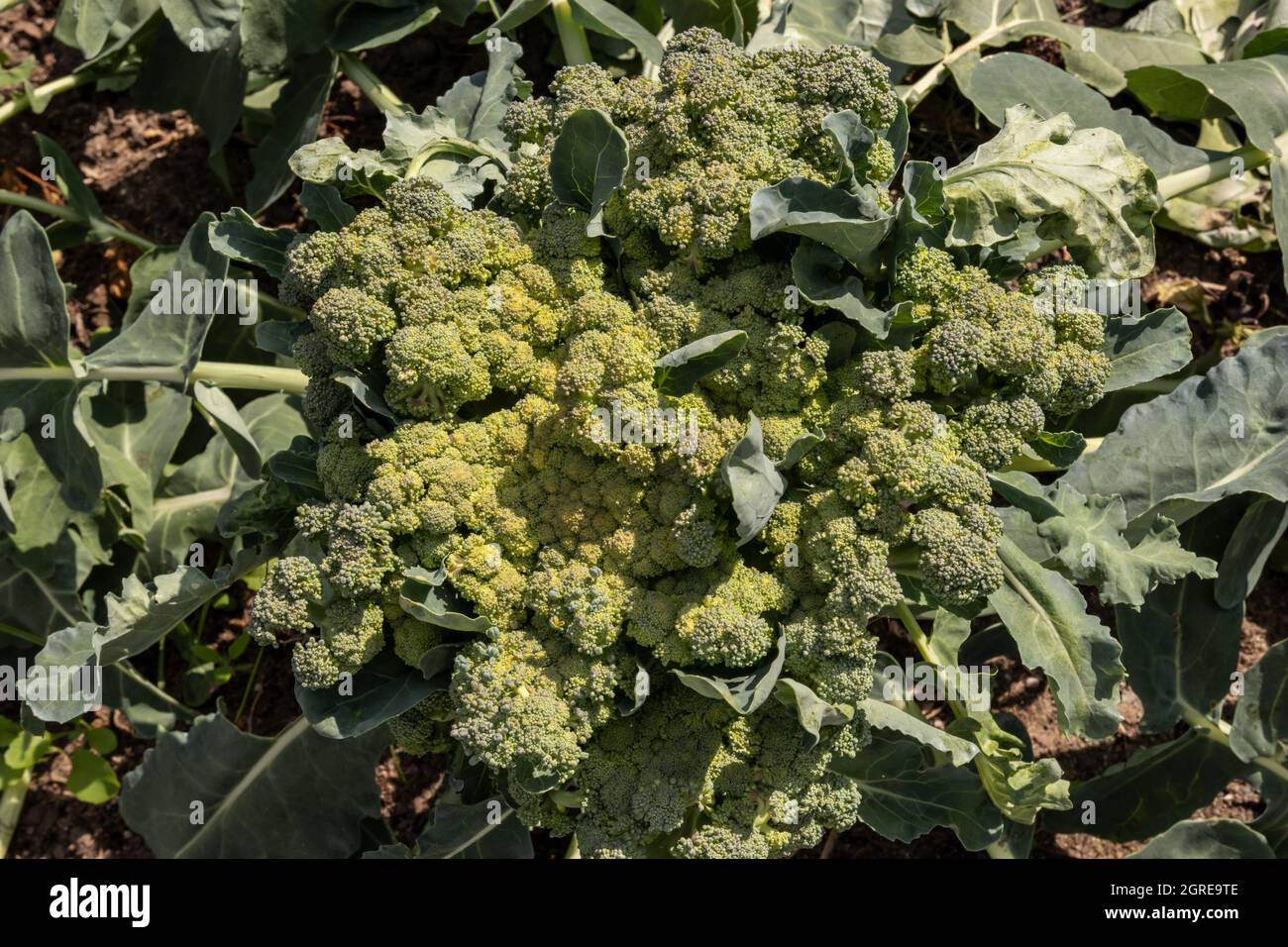 Broccoli in giardino dall'alto Foto Stock