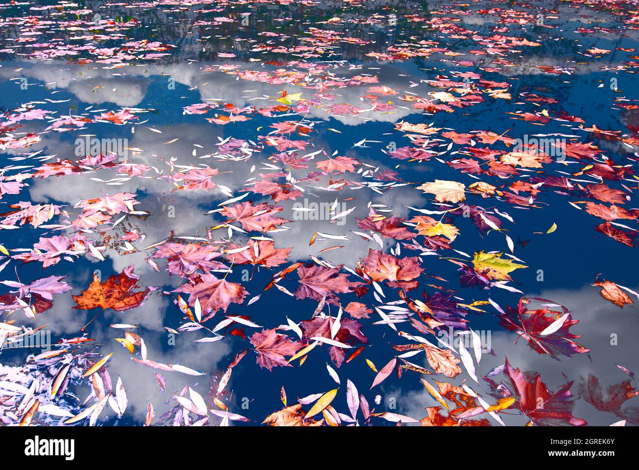 Autunno. Foglie di acero marrone sulla superficie dell'acqua in cui sono visualizzati il cielo blu e le nuvole bianche. Foto Stock