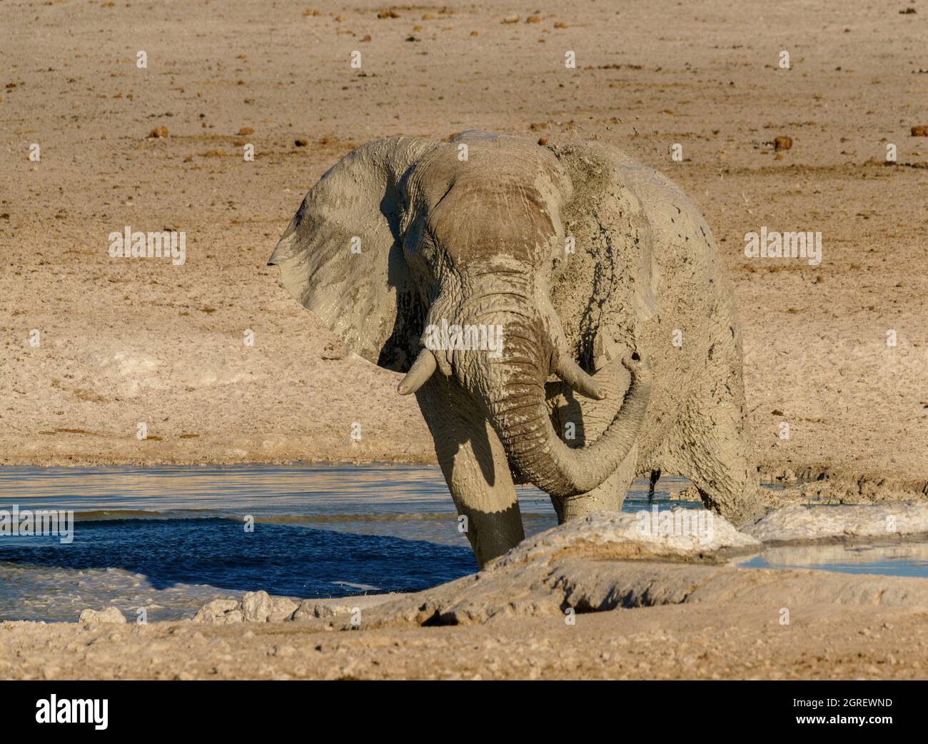 Elephant bere e grooming al waterhole nel nord della Namibia Foto Stock