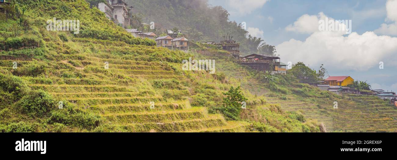 BANNER, LUNGO FORMATO terrazze di riso nella nebbia a Sapa, Vietnam. I campi di riso preparano il raccolto nel Vietnam nord-occidentale. Il Vietnam apre al turismo dopo Foto Stock