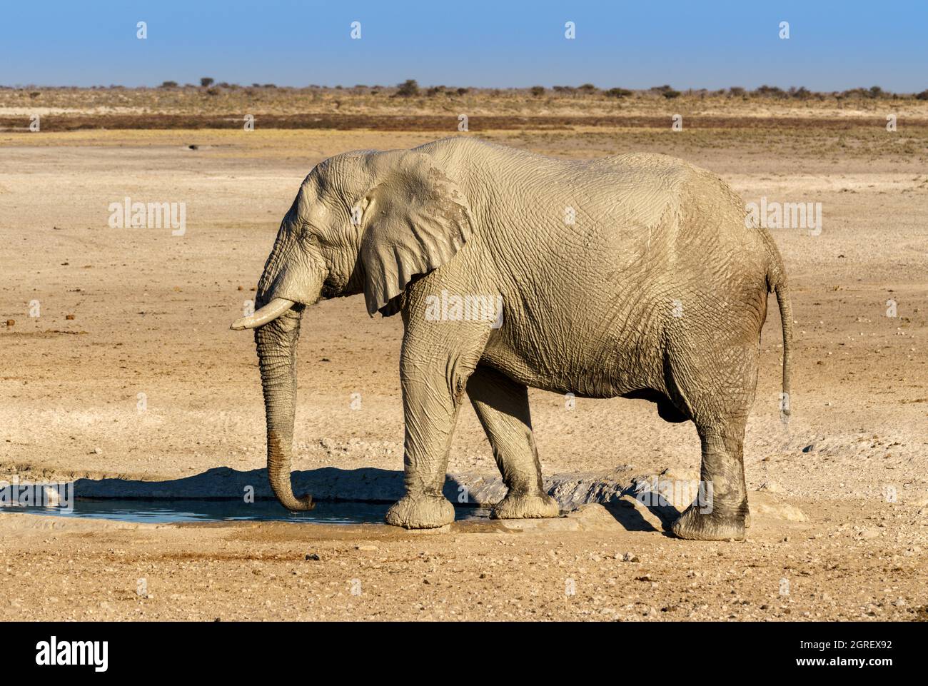 Elephant bere e grooming al waterhole nel nord della Namibia Foto Stock