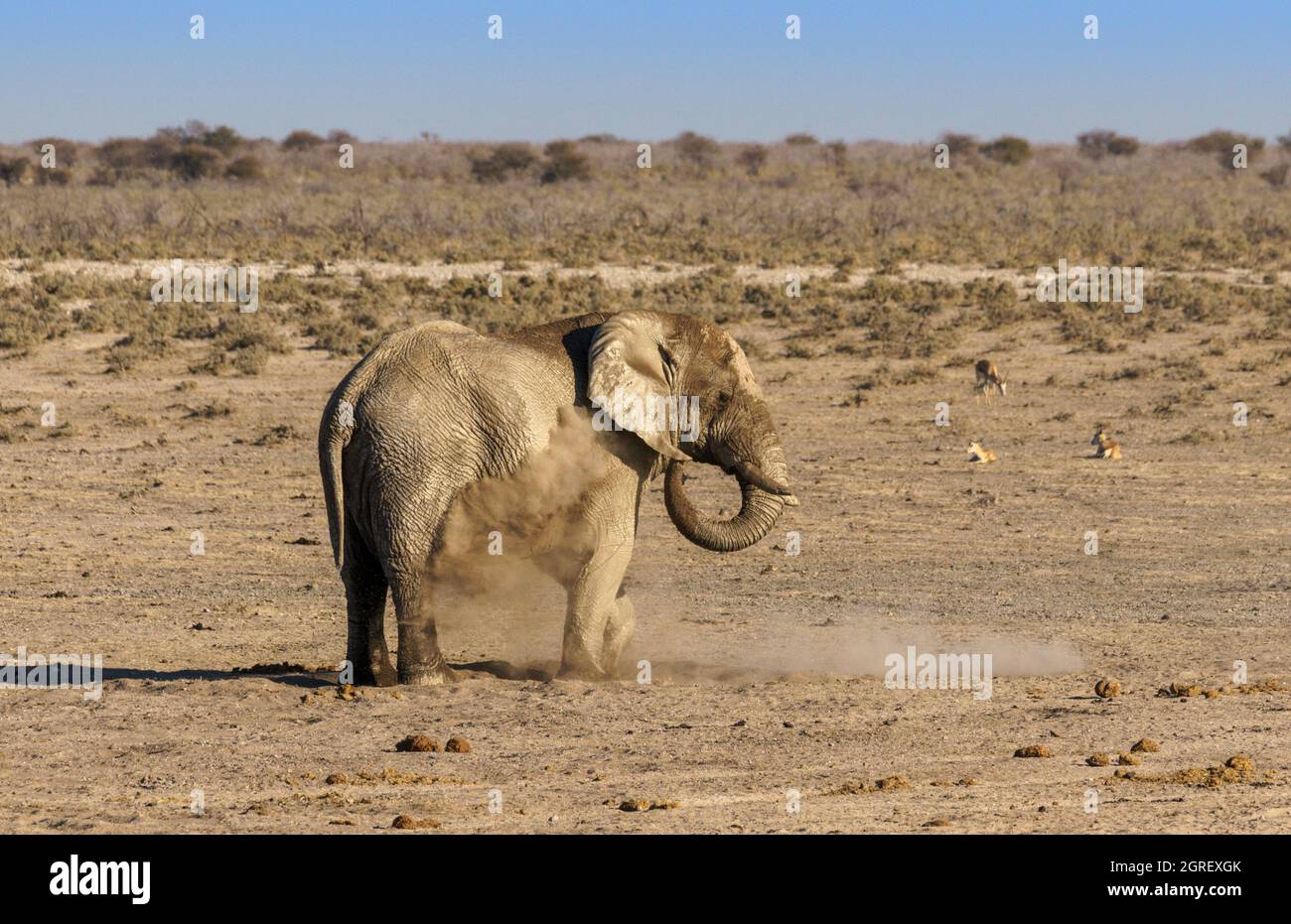 Elephant bere e grooming al waterhole nel nord della Namibia Foto Stock