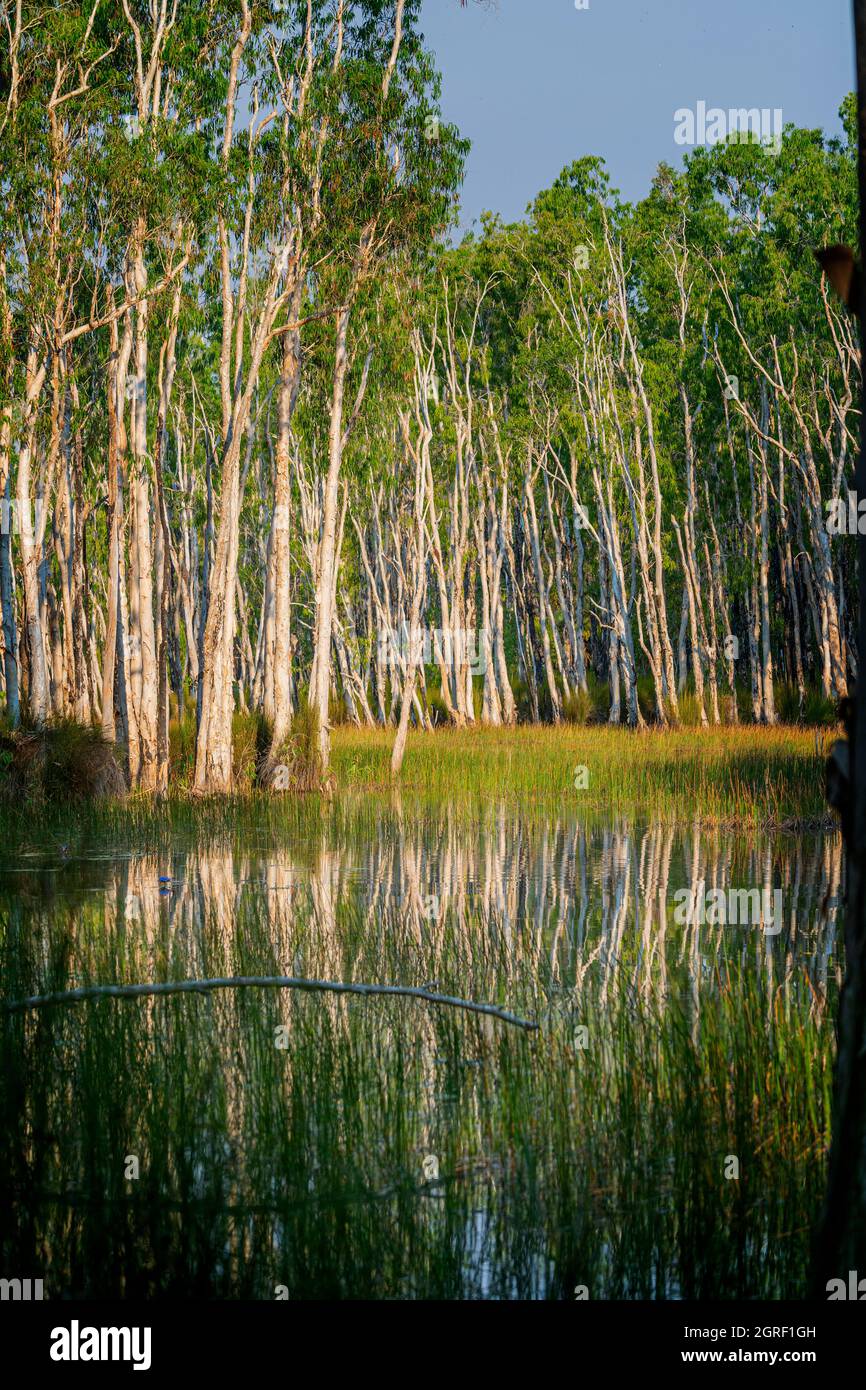 Palude di alberi da tè costieri nella cittadina di Weipa, Penisola di Cape York, Queensland settentrionale, Australia Foto Stock