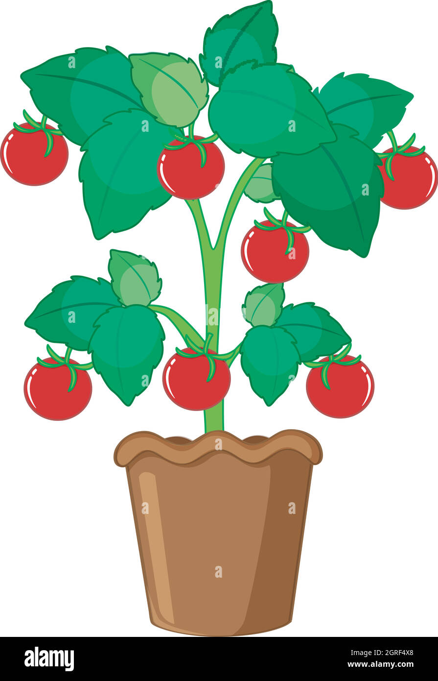 Pianta di pomodoro isolata in pentola Illustrazione Vettoriale