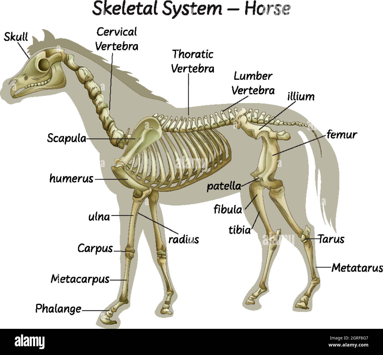 Scienza sistema scheletrico cavallo Illustrazione Vettoriale