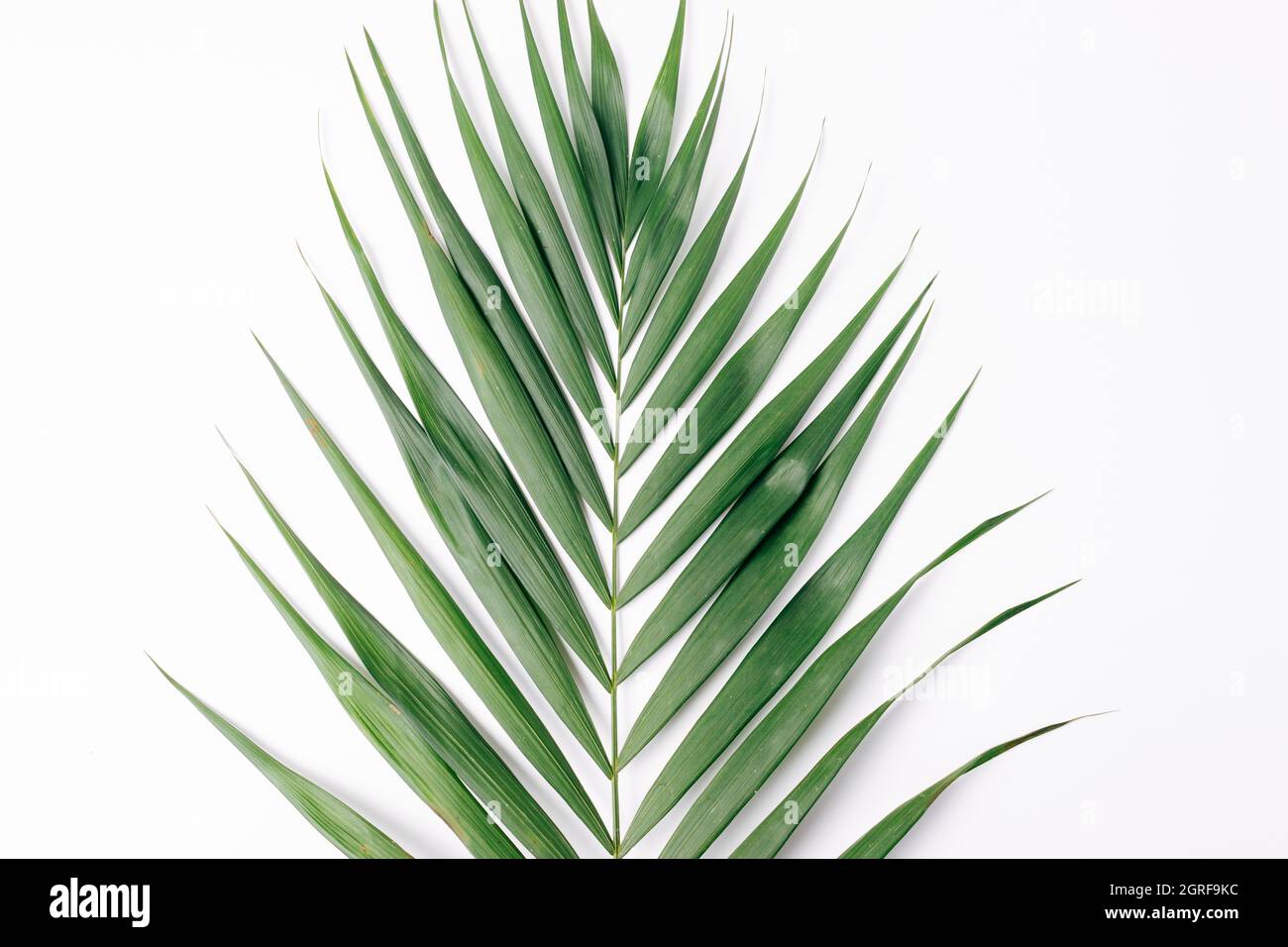 Foglia di palma verde su sfondo bianco, composizione minima piatta Foto Stock