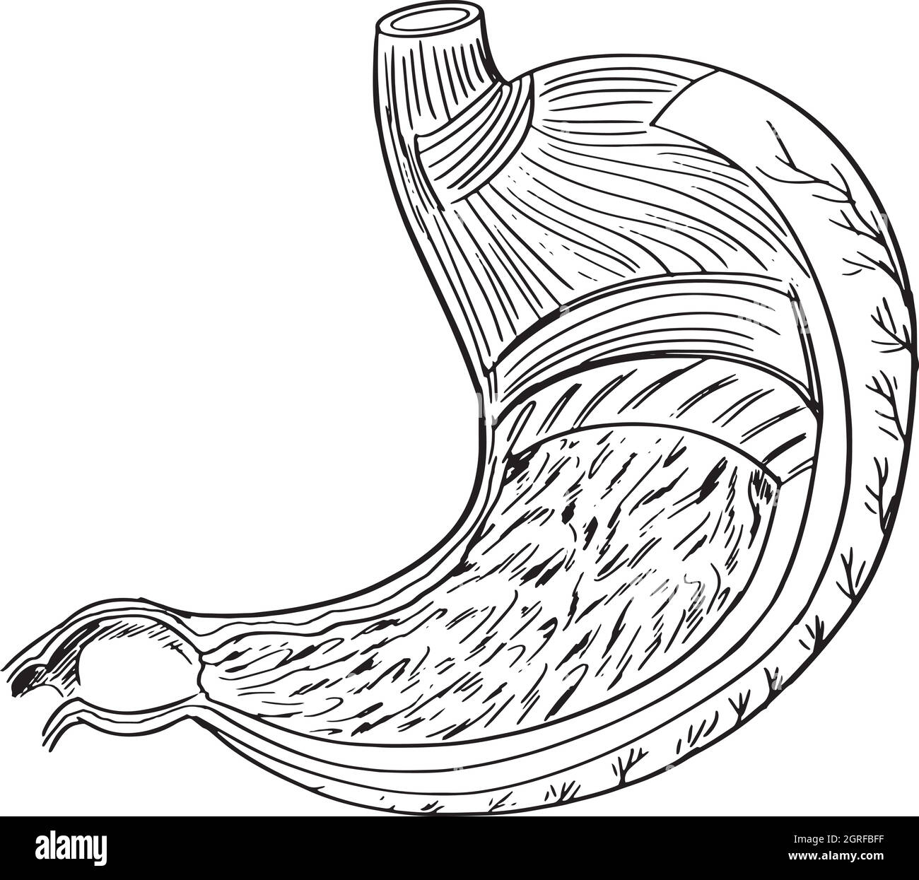 Anatomia interna dello stomaco Illustrazione Vettoriale
