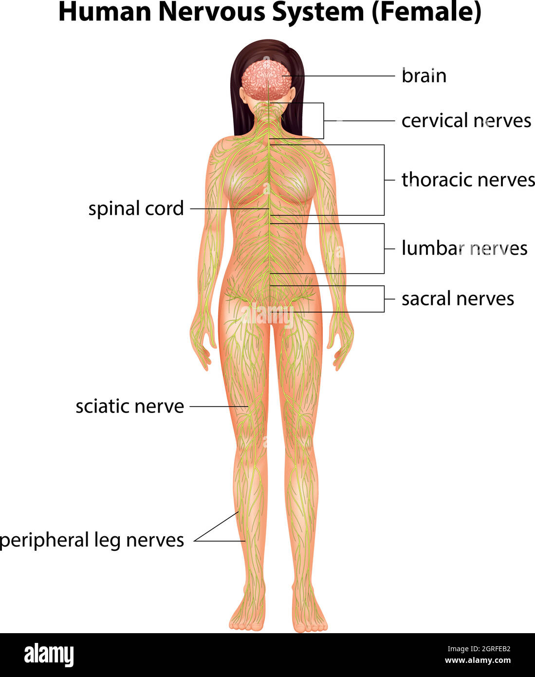 Sistema nervoso umano Illustrazione Vettoriale