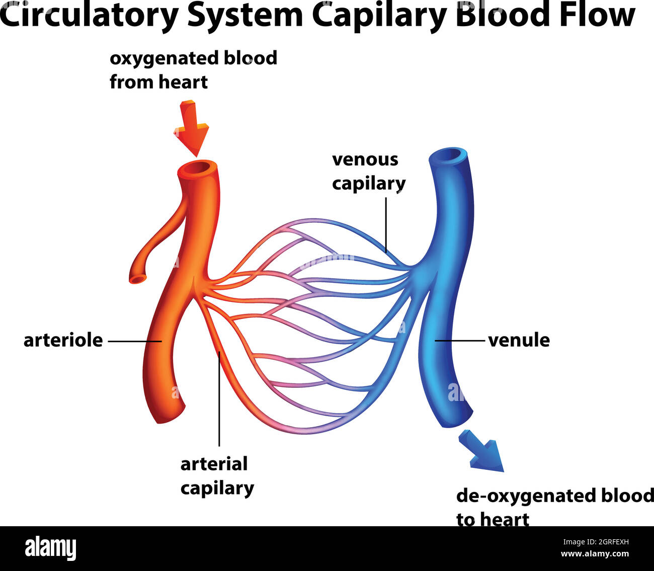 Sistema circolatorio - flusso sanguigno Capilario Illustrazione Vettoriale