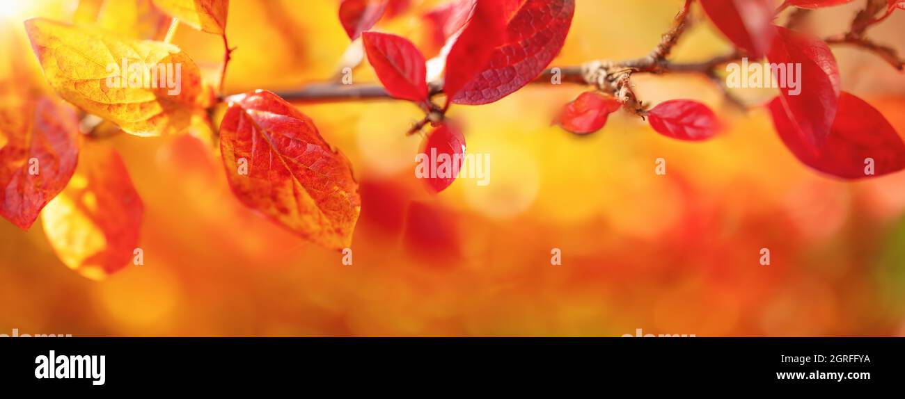 Rami di albero con foglie rosse in giardino autunnale. Foto Stock