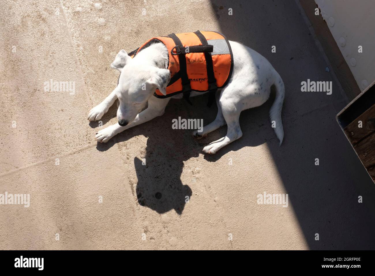 Olanda, Amsterdam, Gulden Leeuw, cane da mare a bordo della goletta a tre alberi Foto Stock