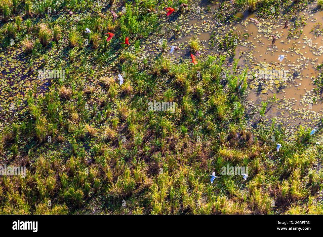 Francia, Guyana francese, Mana, vista aerea della zona umida costiera, volo di ibis rosso (Eudocimus ruber) e grandi egrette (Ardea alba) (vista aerea) Foto Stock
