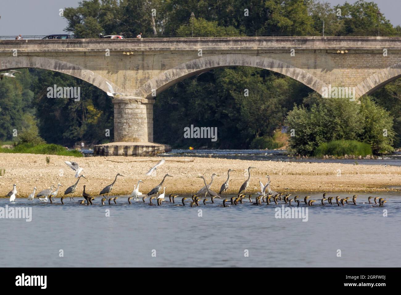 Francia, Indre e Loira, Valle della Loira dichiarata Patrimonio dell'Umanità dall'UNESCO, Amboise, le Grand Retournement, flottiglia di barche tradizionali che saliscono sulla Loira da Montjean a Orléans, marinai di Anjou, Touraine, Blésois e Orléanais saliscono per la prima volta sulla Loira in convoglio, Sono prese dal Charpentier dalla Nièvre Jean-Marc Benoît famoso sotto il nome di Bibi Foto Stock