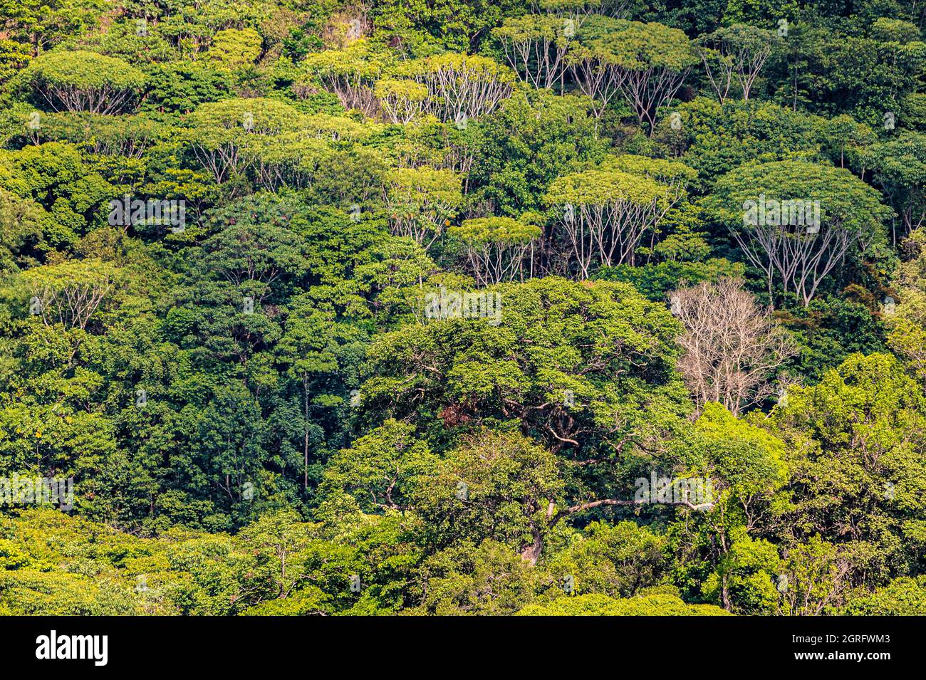 Francia, Guiana francese, foresta tropicale sulla strada per il villaggio di cacao Foto Stock
