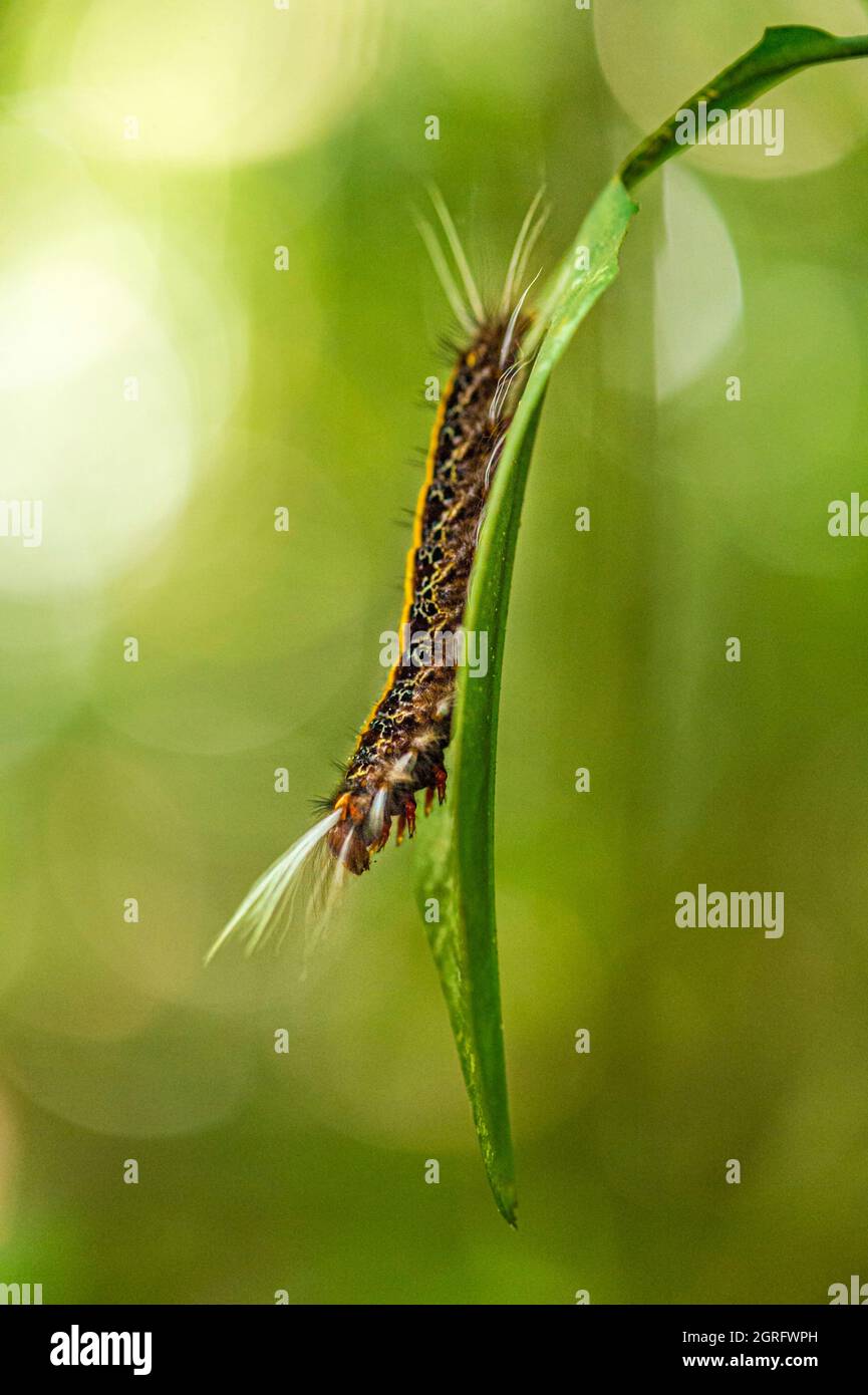 Francia, Guyana francese, Saül, Parc Amazonien de Guyane, caterpillar sul sentiero Roche Bateau Foto Stock