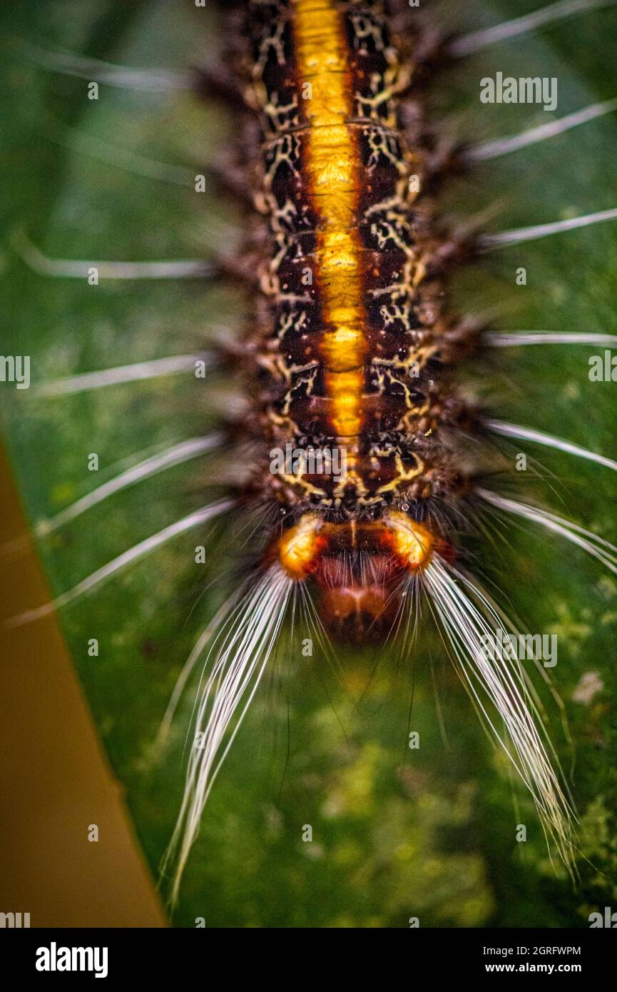 Francia, Guyana francese, Saül, Parc Amazonien de Guyane, caterpillar sul sentiero Roche Bateau Foto Stock