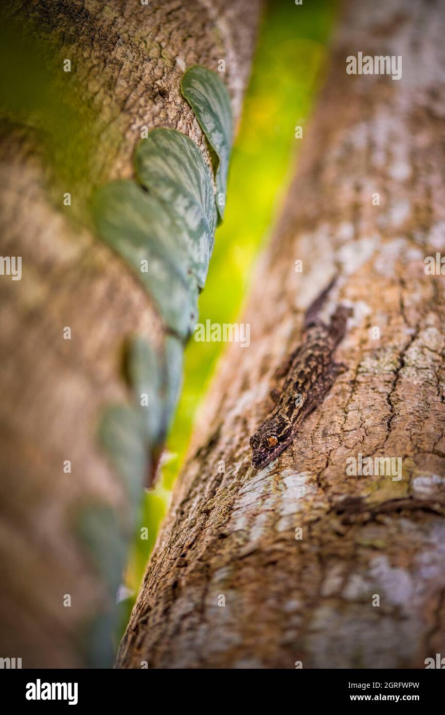 Francia, Guyana francese, Saül, Parc Amazonien de Guyane, gecko nascosto tra due tronchi sul sentiero Belvédère Foto Stock