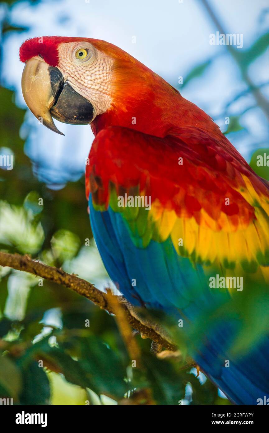 Francia, Guyana francese, Saül, Parc Amazonien de Guyane, Scarlet Macaw (Ara macao) Foto Stock