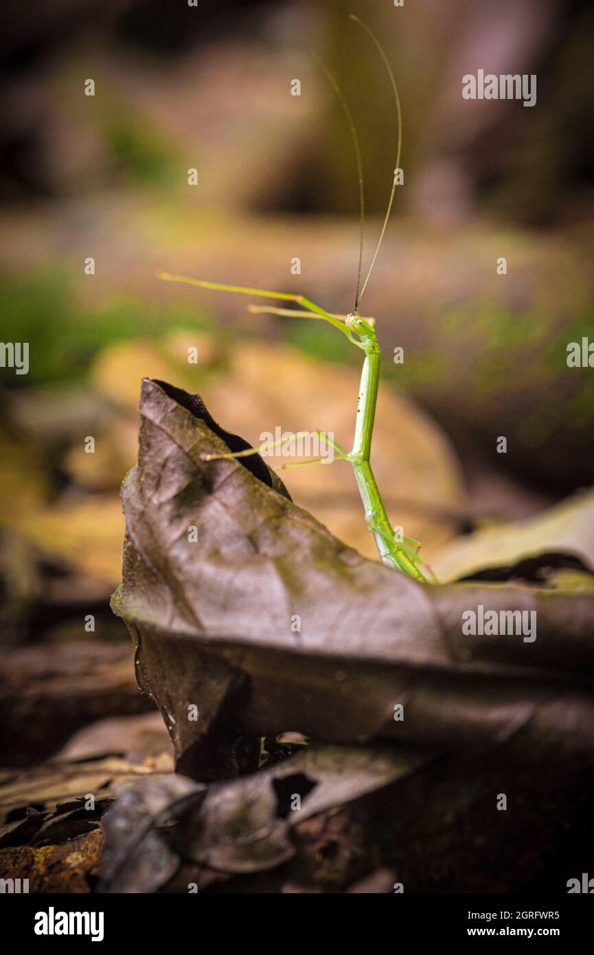 Francia, Guyana francese, Saül, Guyana Amazonian Park, insetto bastone sul sentiero Roche Bateau Foto Stock