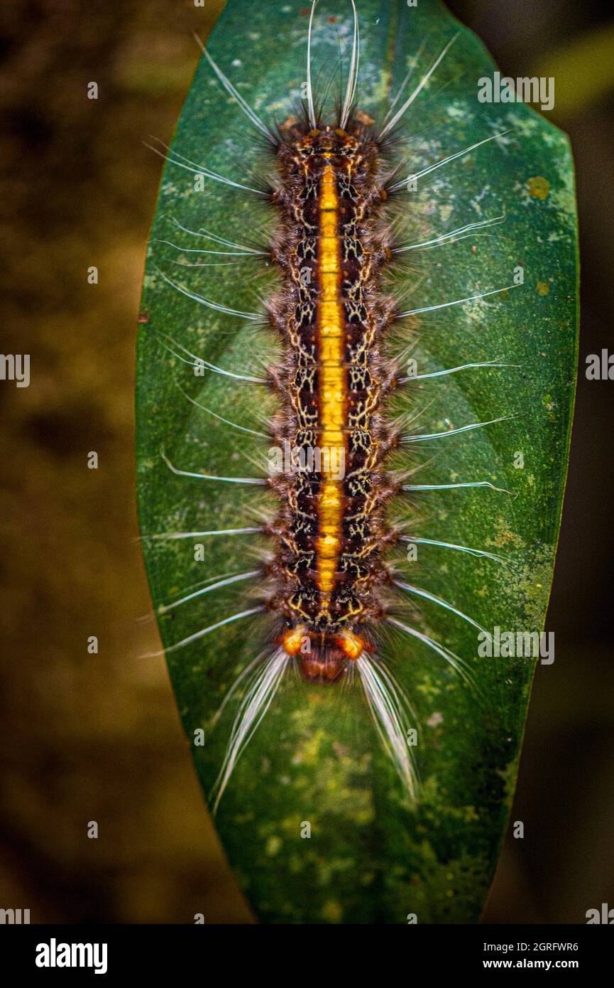 Francia, Guyana francese, Saül, Parc Amazonien de Guyane, caterpillar sul sentiero Roche Bateau Foto Stock