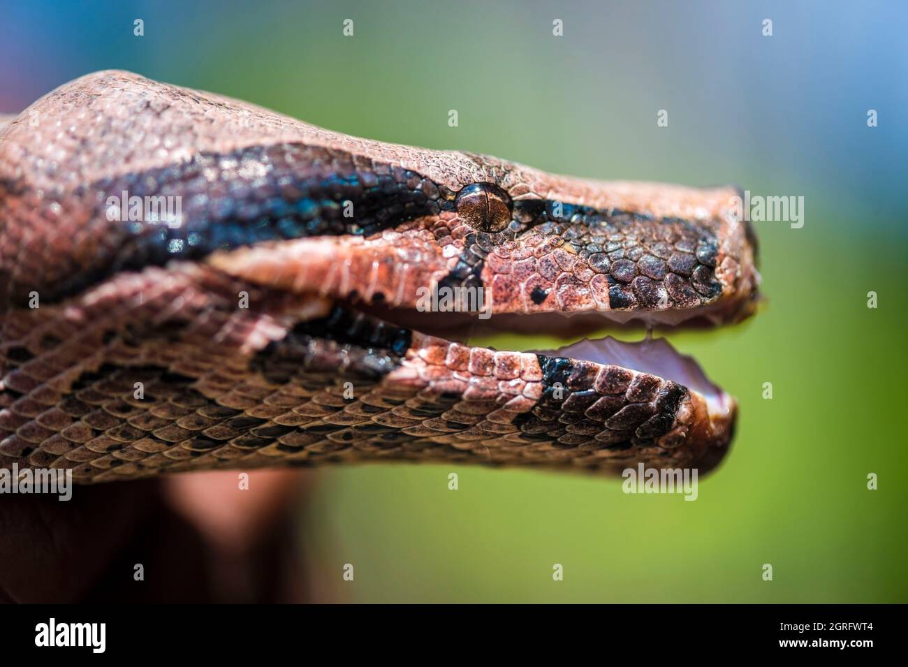 Francia, Guyana francese, Saül, Parc Amazonien de Guyane, Boa Constrictor (Boa Constrictor) Foto Stock