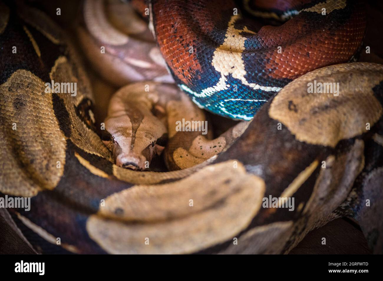 Francia, Guyana francese, Saül, Parc Amazonien de Guyane, Boa Constrictor (Boa Constrictor) Foto Stock