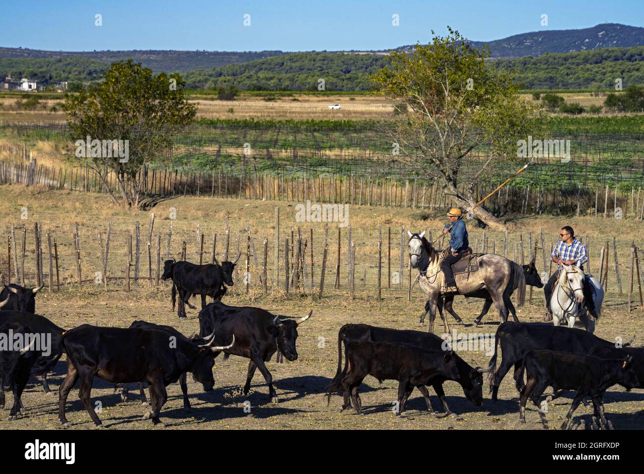 Francia, Herault, Campagne, il ranch di Lopez, smistamento dei tori Foto Stock
