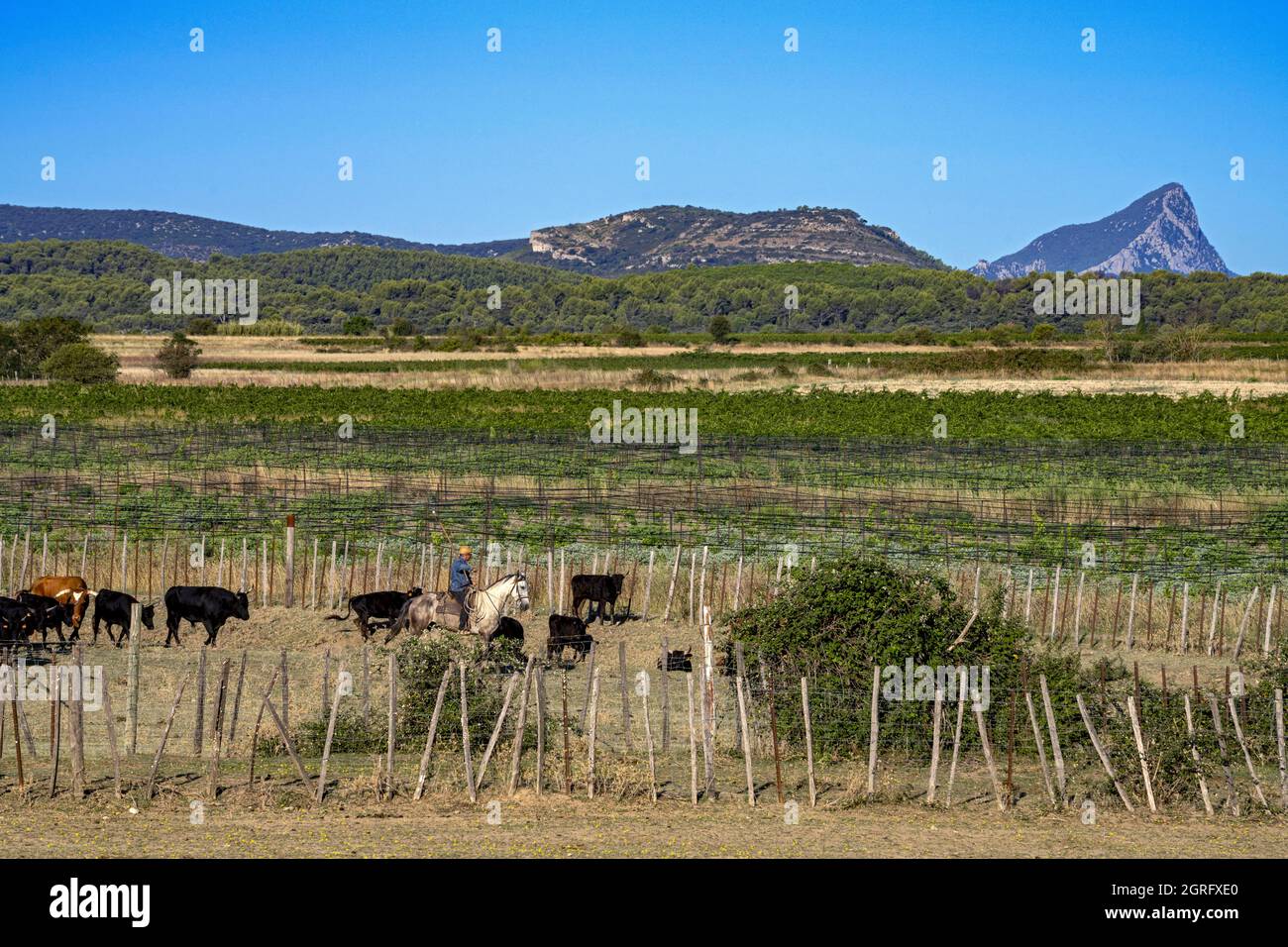 Francia, Herault, Campagne, il ranch di Lopez, smistamento dei tori Foto Stock