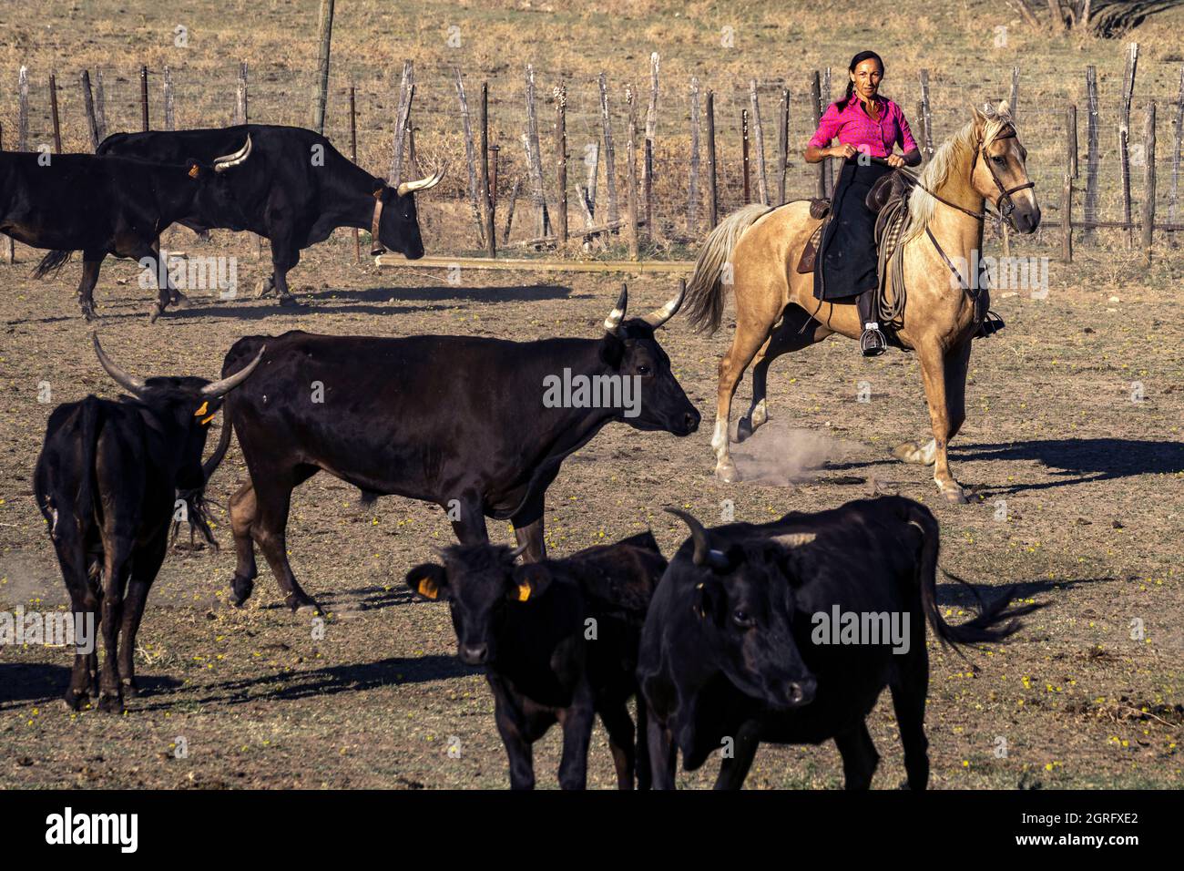 Francia, Herault, Campagne, il ranch di Lopez, smistamento dei tori Foto Stock