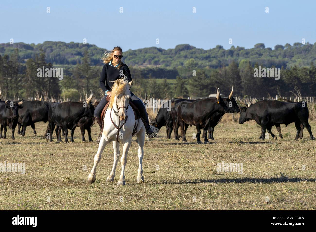 Francia, Gard, Camargue, Generac, Cuille Ranch, smistamento dei tori Foto Stock