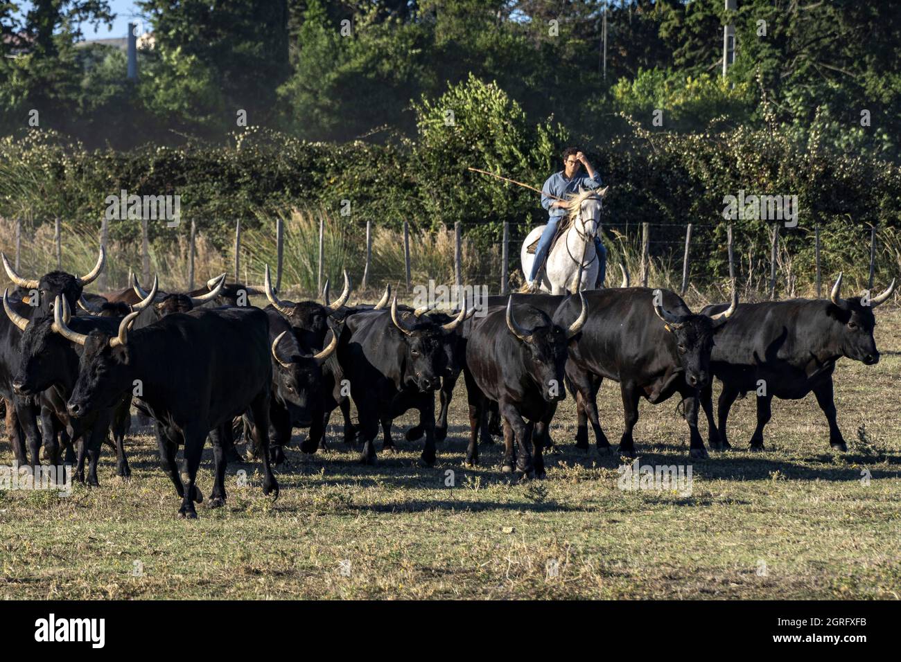 Francia, Gard, Camargue, Generac, Cuille Ranch, smistamento dei tori Foto Stock