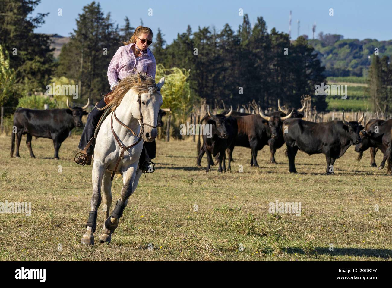 Francia, Gard, Camargue, Generac, Cuille Ranch, smistamento dei tori Foto Stock