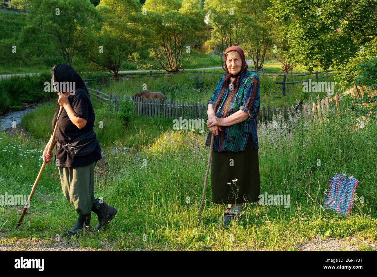 Romania, Bucovina, Ciumarna, donne rumene che sorvegliano le loro mucche Foto Stock