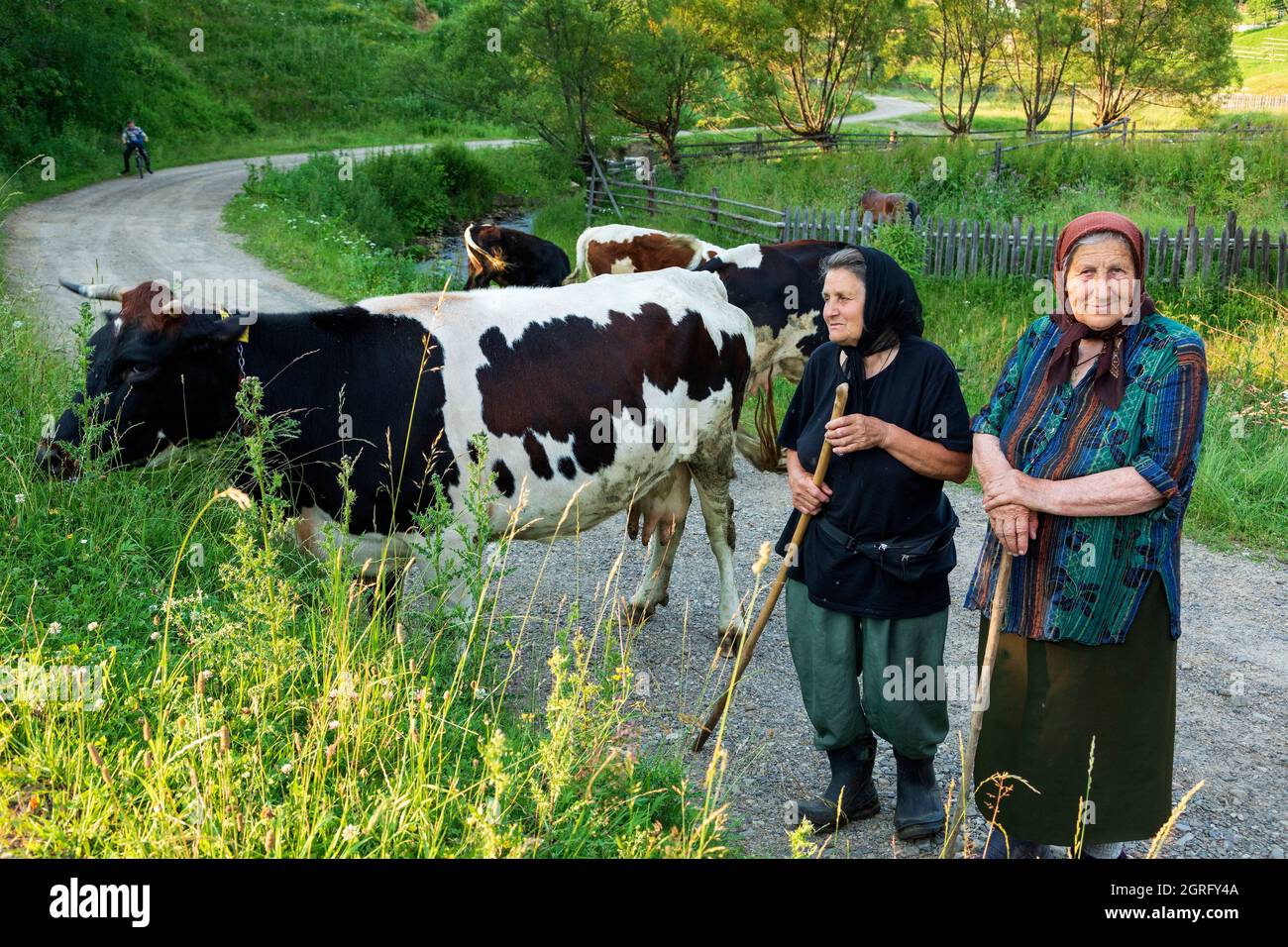 Romania, Bucovina, Ciumarna, donne rumene che sorvegliano le loro mucche Foto Stock