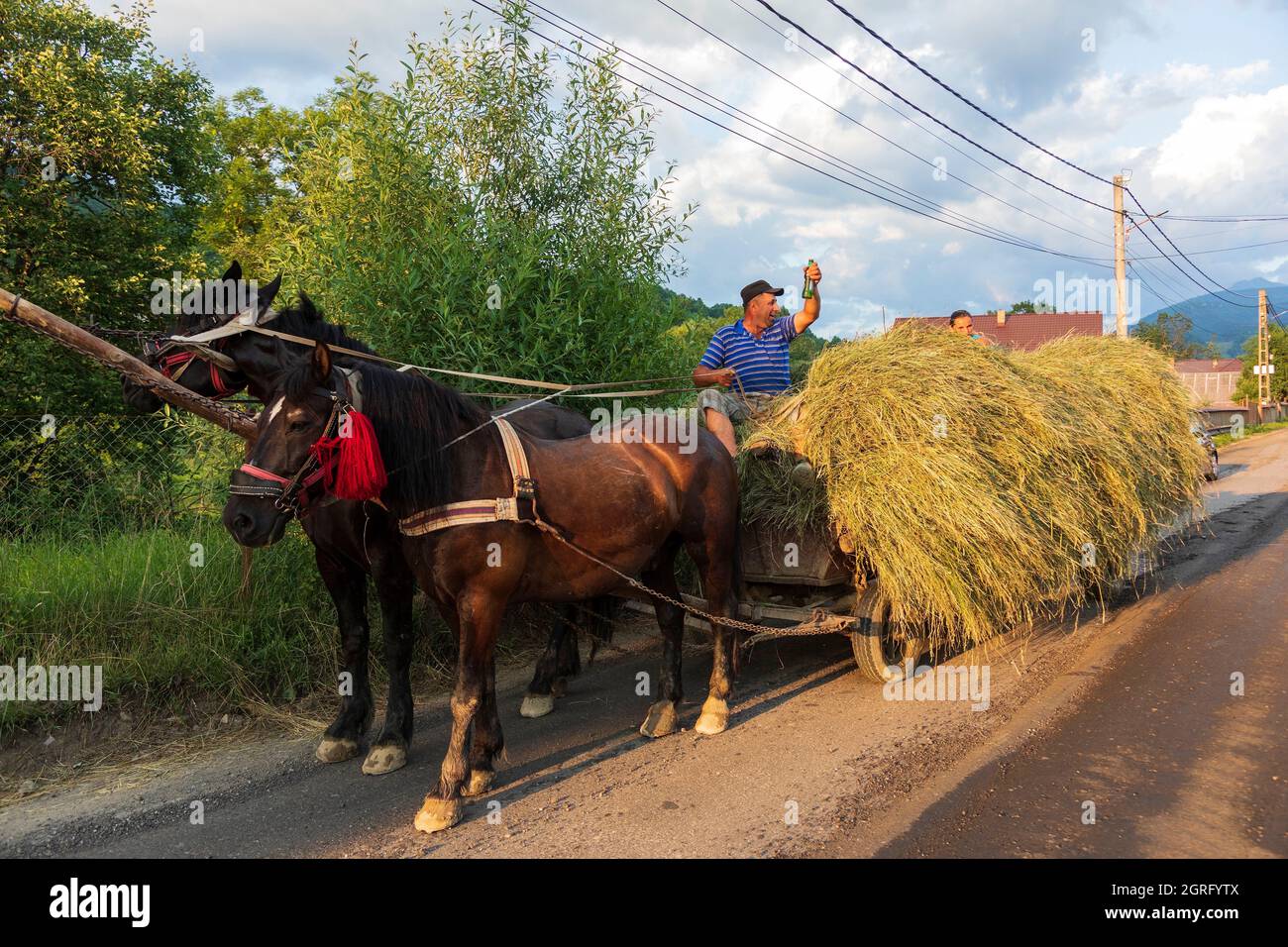 Romania, regione Maramures, Sacel, collezione di fieno Foto Stock