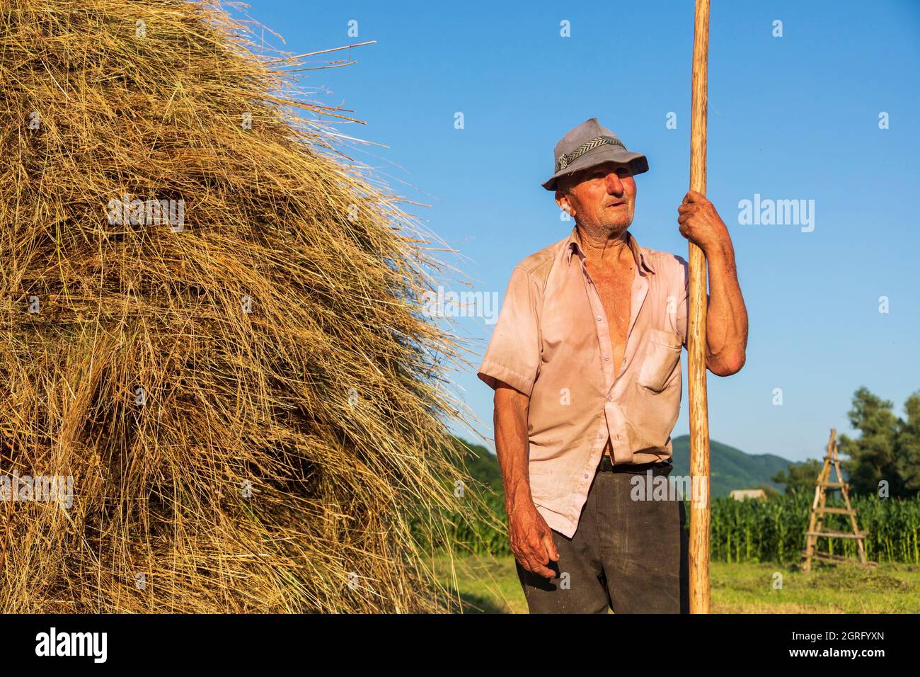 Romania, regione Maramures, Barsana, raccolta di fieno Foto Stock