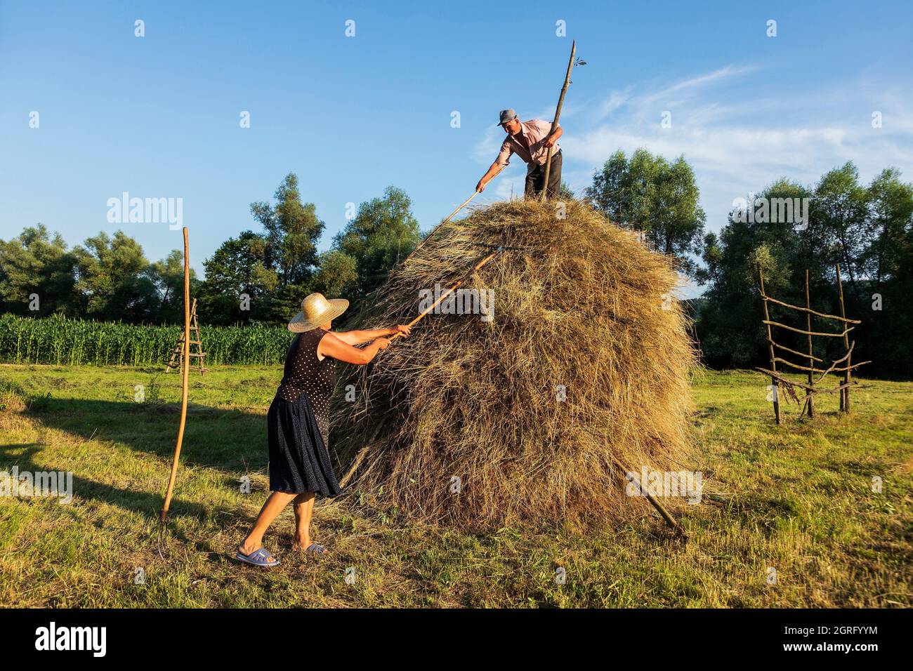 Romania, regione Maramures, Barsana, raccolta di fieno Foto Stock