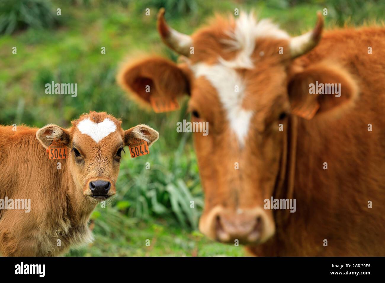 Francia, Corse du Sud, Domaine de Murtoli, mucca con il suo vitello Foto Stock